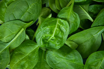 Fresh baby spinach as a background