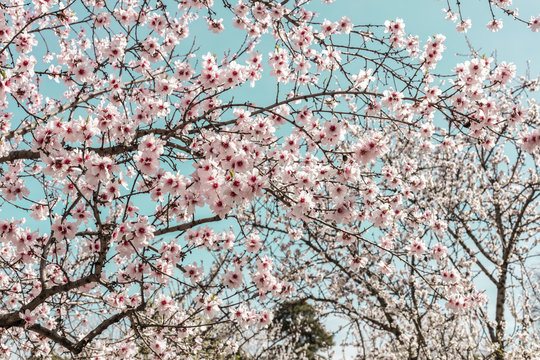 Almond trees in bloom in Spain