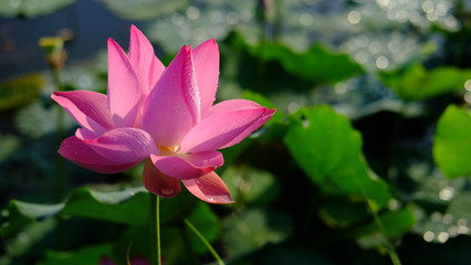 Lotus