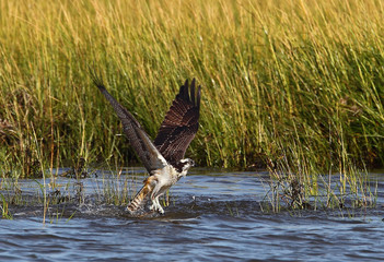 Fototapeta premium animal