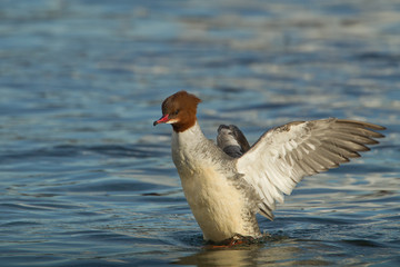 animal
