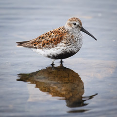 Dunlin Bird in Presque Isle Bay Lake Erie
