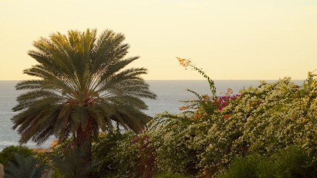 Palm tree and flowering bush on the background of the sea. Early morning
