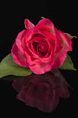 Single flower of pink rose isolated on black background