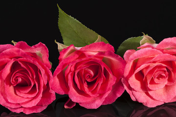 Composition of flowers pink roses on black  background