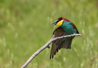 Animal