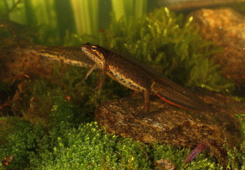 animal
