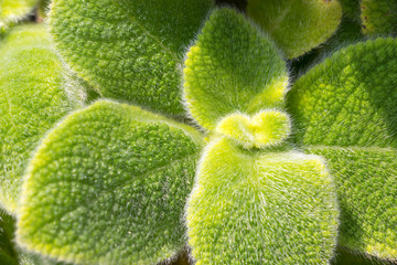 Episcia lilacina in Thailand   Leaves .Soft Nimrod