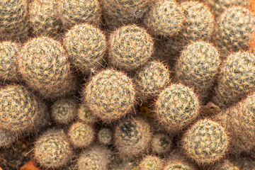mammilaria sp. in Thailand   Big bouquet Flower thorn