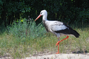 White stork in the Curonian Spit National Park. Russia