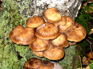 A lot of edible mushrooms grow on the trunk of a birch tree
