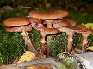 On moss is growing a lot of poisonous inedible and dangerous mushrooms