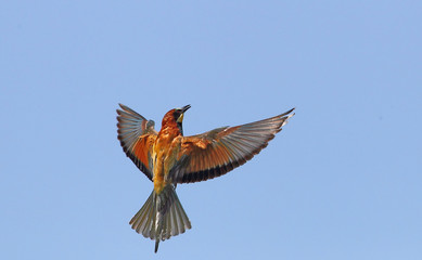 Obraz premium animal