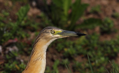animal