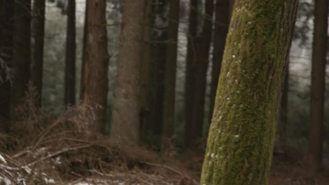 SLOW MOTION, CLOSE UP, DOF: Foresters felling tall old spruce in dense conifer forest covered with light snow during the wintertime. Big tree falling, crashing hard on the ground and smashing.