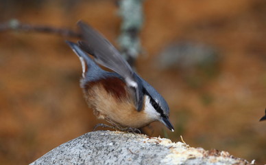 animal