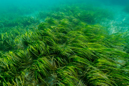 Eelgrass Bed