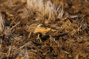 animal