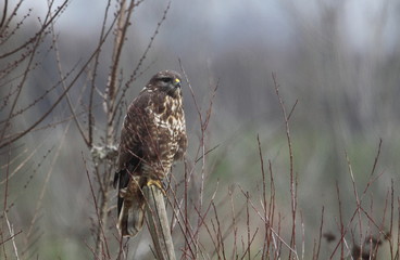 animal