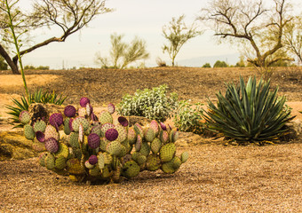 Prickly Pear Cactus In Arizona Desert