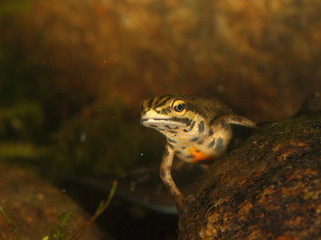 animal