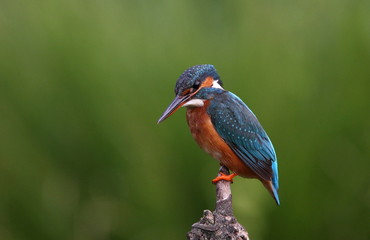 animal