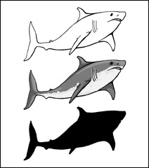 white shark in 3 versions