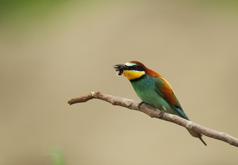 animal