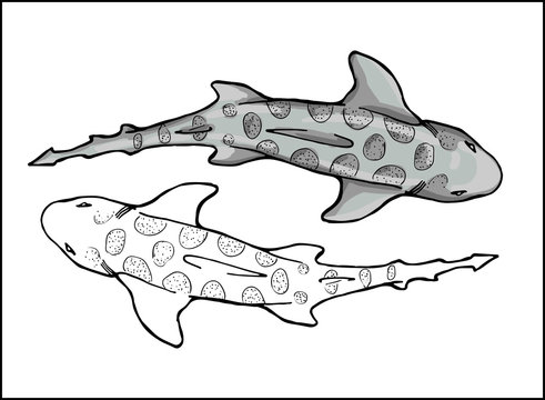 leopard shark in 2 versions