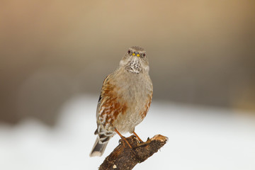 animal