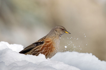 animal