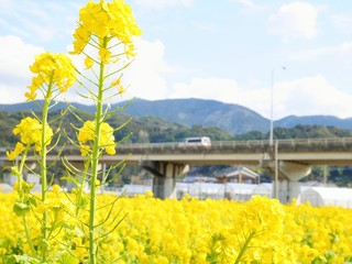 菜の花畑