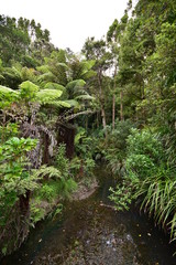 Shallow creek flowing through dense green New Zealand bush.