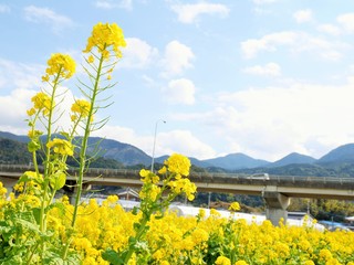 菜の花畑
