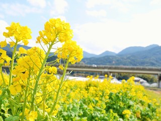 菜の花畑
