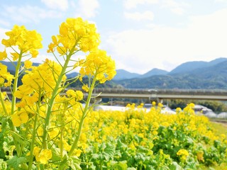 菜の花畑