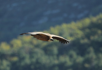 animal
