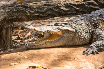 The crocodile is formidable and dangerous wild animals.