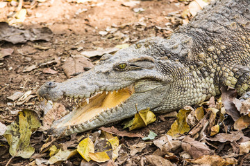 The crocodile is formidable and dangerous wild animals.