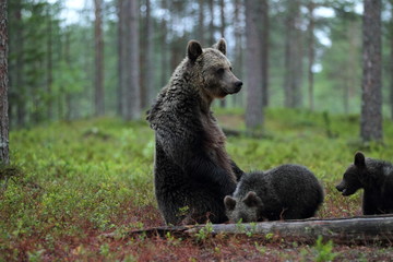 Obraz premium animal