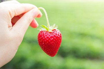 Fresh strawberries in the hands