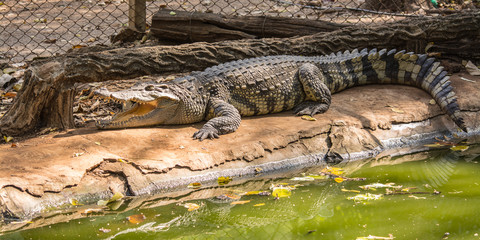 The crocodile is formidable and dangerous wild animals.