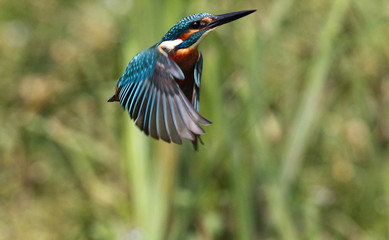 animal