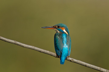 animal