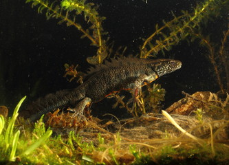 animal