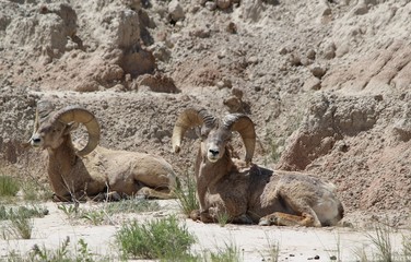 Bighorn Sheep (Ovis canadensis) in Badlands National Park (Springtime)