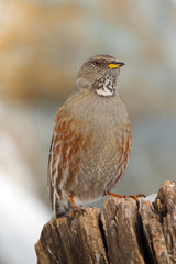 Animal