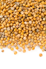mustard isolated on white