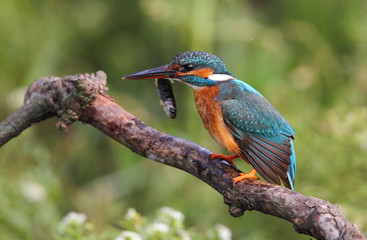 Animal