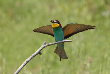 Animal